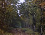 Avenue of Chestnut Trees near La Celle-Saint-Cloud by Alfred Sisley - Hand-Painted Oil Painting on Canvas Online