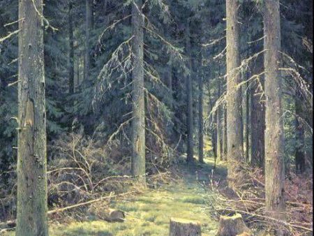 Coniferous Forest by Ivan Ivanovich Shishkin - Hand-Painted Oil Painting on Canvas Supply