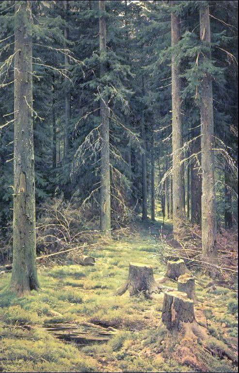 Coniferous Forest by Ivan Ivanovich Shishkin - Hand-Painted Oil Painting on Canvas Supply