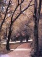 Yerres, Path Through the Old Growth Woods in the Park by Gustave Caillebotte - Hand-Painted Oil Painting on Canvas For Discount